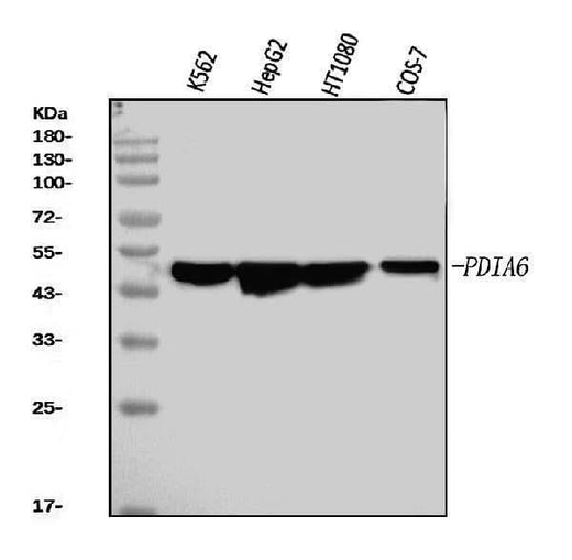 Anti-PDIA6 Antibody Picoband® (monoclonal, 3H5E7 Boster Bio