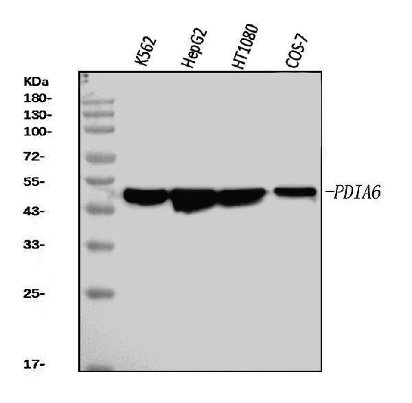 Anti-PDIA6 Antibody Picoband® (monoclonal, 3H5E7 Boster Bio