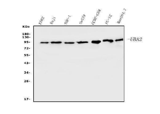 Anti-SAE2/UBA2 Antibody Picoband® (monoclonal, 5B13 Boster Bio