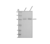 Anti-GABA B Receptor 2 Rabbit Monoclonal Antibody Boster Bio