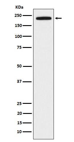 Anti-DOCK2 Rabbit Monoclonal Antibody Boster Bio