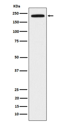 Anti-DOCK2 Rabbit Monoclonal Antibody Boster Bio