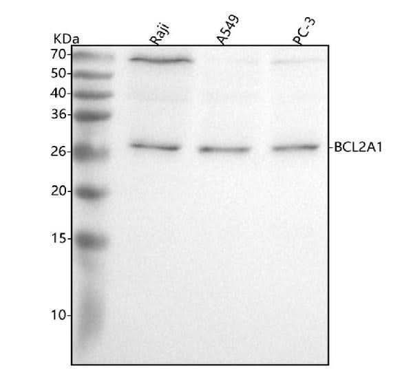 Anti-BCL2A1/Bcl 2 Related Protein A1 Rabbit Monoclonal Antibody Boster Bio