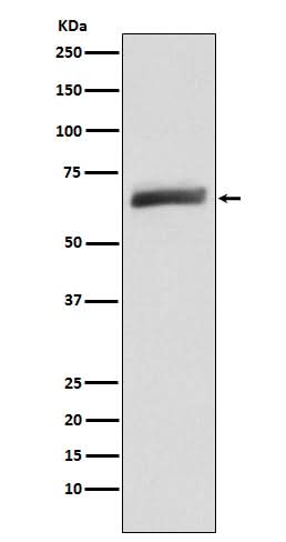 Anti-USP22 Monoclonal Antibody Boster Bio