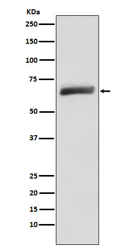 Anti-USP22 Monoclonal Antibody Boster Bio