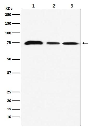 Anti-KAT7 / HBO1 / MYST2 Monoclonal Antibody Boster Bio