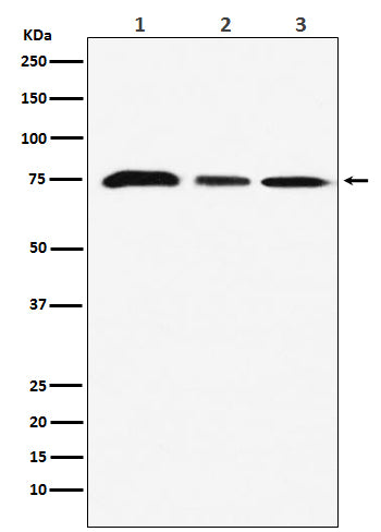 Anti-KAT7 / HBO1 / MYST2 Monoclonal Antibody Boster Bio