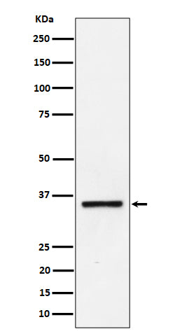 Anti-Kallikrein 8 Rabbit Monoclonal Antibody Boster Bio