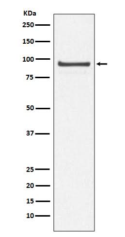 Anti-Cdc27/APC3 Rabbit Monoclonal Antibody Boster Bio