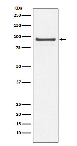 Anti-Cdc27/APC3 Rabbit Monoclonal Antibody Boster Bio