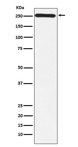Anti-MYO7A Monoclonal Antibody Boster Bio
