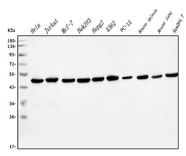 Anti-EIF4A1 Antibody Picoband® (monoclonal, 11B8 Boster Bio