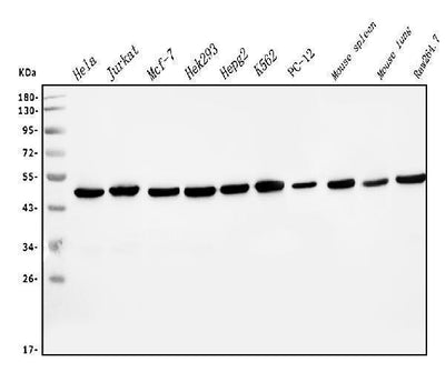 Anti-EIF4A1 Antibody Picoband® (monoclonal, 11B8 Boster Bio