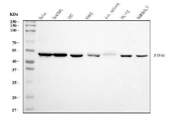 Anti-EIF4A1 Antibody Picoband® (monoclonal, 3F11 Boster Bio