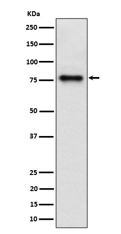 Anti-Cip4 Rabbit Monoclonal Antibody Boster Bio