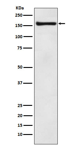Anti-COPA Rabbit Monoclonal Antibody Boster Bio