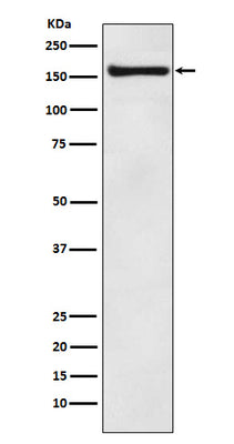 Anti-COPA Rabbit Monoclonal Antibody Boster Bio