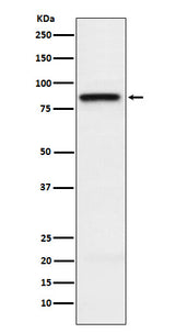 Anti-SLAMF1 Rabbit Monoclonal Antibody Boster Bio