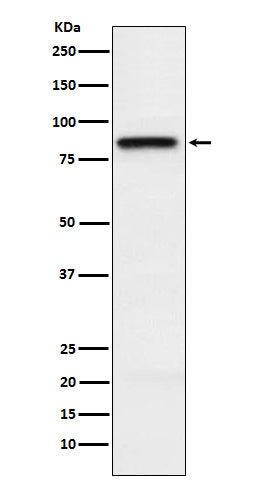 Anti-SLAMF1 Rabbit Monoclonal Antibody Boster Bio
