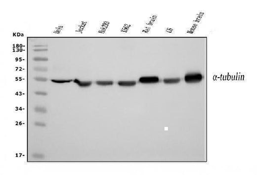 Anti-Tubulin alpha Picoband® Antibody (monoclonal, 7B12 Boster Bio