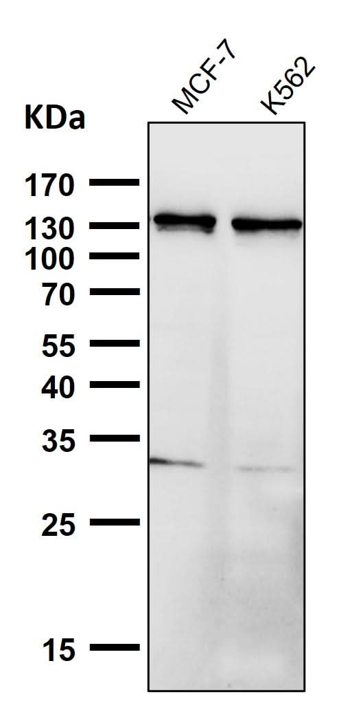 Anti-Palladin Rabbit Monoclonal Antibody Boster Bio