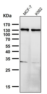 Anti-Palladin Rabbit Monoclonal Antibody Boster Bio