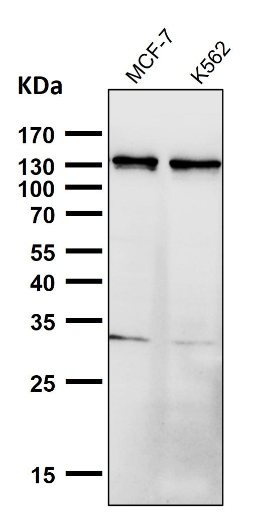 Anti-Palladin Rabbit Monoclonal Antibody Boster Bio