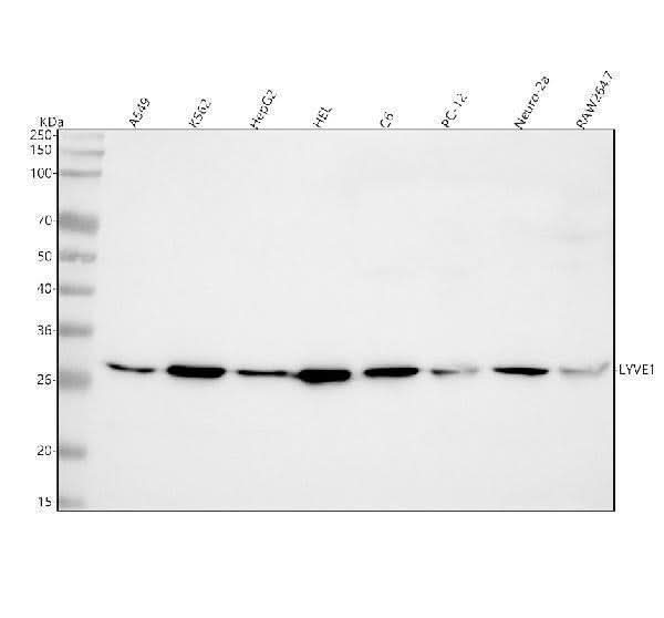 Anti-LYVE1 Rabbit Monoclonal Antibody Boster Bio
