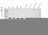 Anti-DHODH Antibody Picoband® (monoclonal, 4E3 Boster Bio