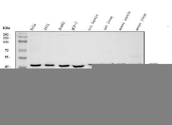 Anti-DHODH Antibody Picoband® (monoclonal, 4E3 Boster Bio