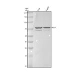 Anti-MELK Rabbit Monoclonal Antibody Boster Bio