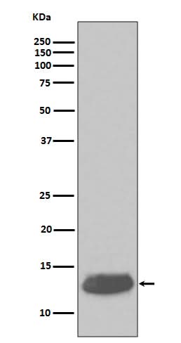 Anti-Parvalbumin PVALB Rabbit Monoclonal Antibody Boster Bio