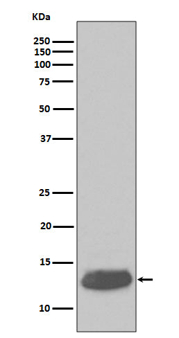 Anti-Parvalbumin PVALB Rabbit Monoclonal Antibody Boster Bio