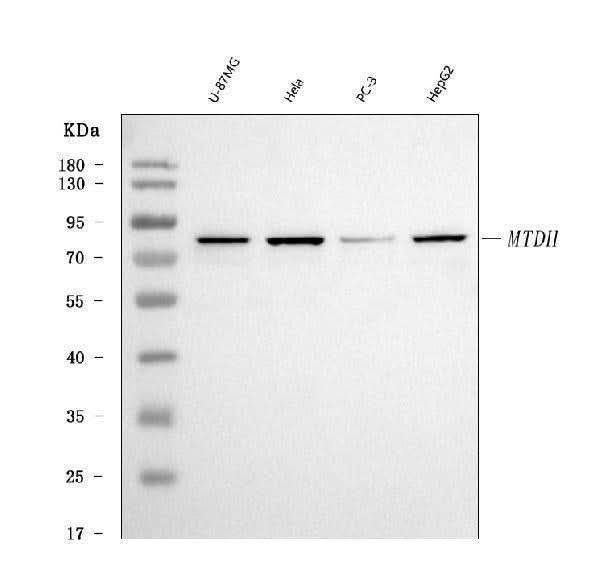 Anti-LYRIC Antibody Picoband® (monoclonal, 2E5G3 Boster Bio