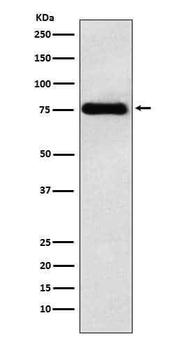 Anti-LYRIC Monoclonal Antibody Boster Bio