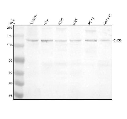 Anti-Chromogranin B CHGB Monoclonal Antibody Boster Bio