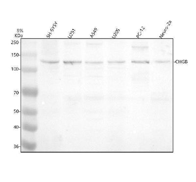 Anti-Chromogranin B CHGB Monoclonal Antibody Boster Bio