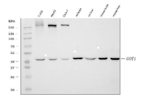 Anti-Aspartate Aminotransferase/GOT1 Antibody Picoband® (monoclonal, 6B3B4 Boster Bio