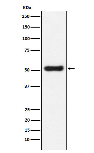 Anti-OLFM4 Monoclonal Antibody Boster Bio