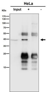 Anti-SLP2 Rabbit Monoclonal Antibody Boster Bio