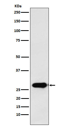 Anti-Calpain S1 Rabbit Monoclonal Antibody Boster Bio