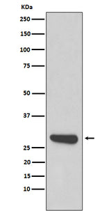 Anti-Calpain small subunit 1 Rabbit Monoclonal Antibody Boster Bio