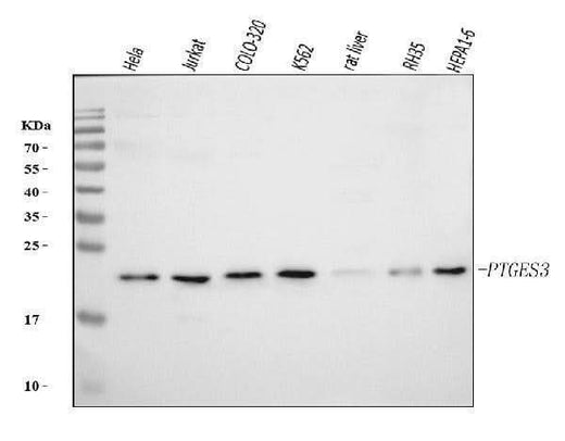 Anti-p23/PTGES3 Antibody Picoband® (monoclonal, 9D3D1 Boster Bio