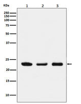 Anti-p23 Monoclonal Antibody Boster Bio