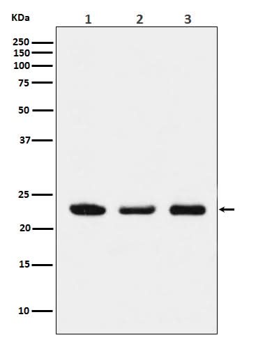 Anti-p23 Monoclonal Antibody Boster Bio