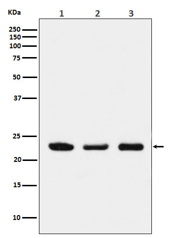 Anti-p23 Monoclonal Antibody Boster Bio