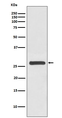 Anti-14-3-3 gamma YWHAG Rabbit Monoclonal Antibody Boster Bio