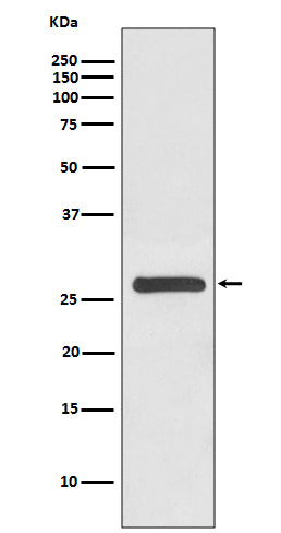 Anti-14-3-3 gamma YWHAG Rabbit Monoclonal Antibody Boster Bio
