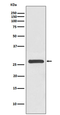 Anti-14-3-3 gamma YWHAG Rabbit Monoclonal Antibody Boster Bio