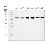 Anti-eRF1/ETF1 Antibody Picoband® (monoclonal, 3E5 Boster Bio